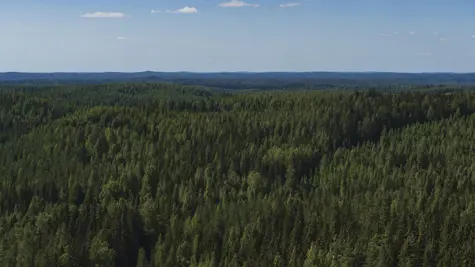 UPM tukee mets&#xE4;kato&amp;shy;asetukseen valmistautumisessa