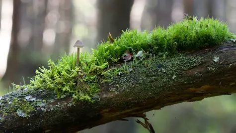 Kest&#xE4;v&#xE4; mets&#xE4;talous edist&#xE4;&#xE4; luonnon monimuotoisuutta