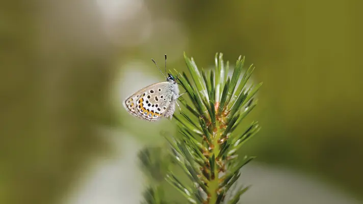 UPM allekirjoitti 750 miljoonan euron valmiusluottolimiitin, jonka marginaali on sidottu pitk&#xE4;n aikav&#xE4;lin biodiversiteetti- ja ilmastotavoitteisiin