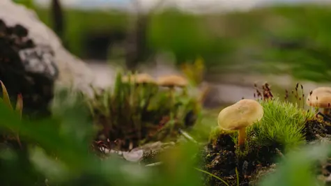 Kohti tieteeseen perustuvia luontotavoitteita