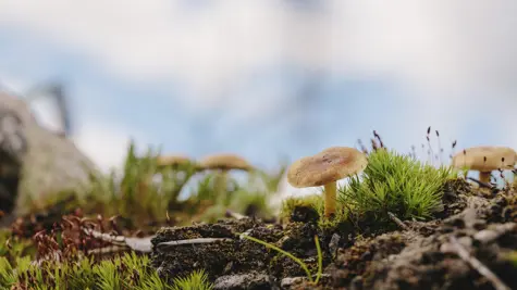 Luonnon monimuotoisuus