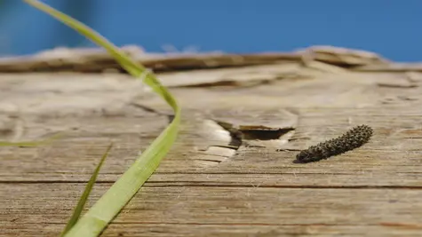 Luonnon monimuotoisuuden edist&#xE4;minen metsiss&#xE4; ja puuviljelmill&#xE4;