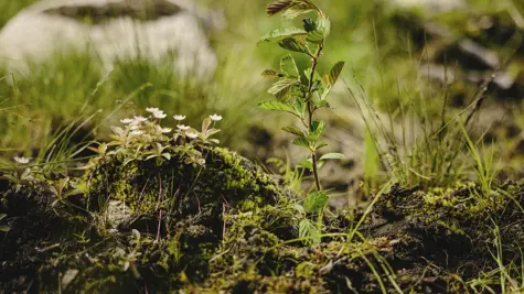 Veden ja maaper&#xE4;n suojelu metsiss&#xE4; ja puuviljelmill&#xE4; 